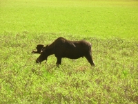 Bull Moose